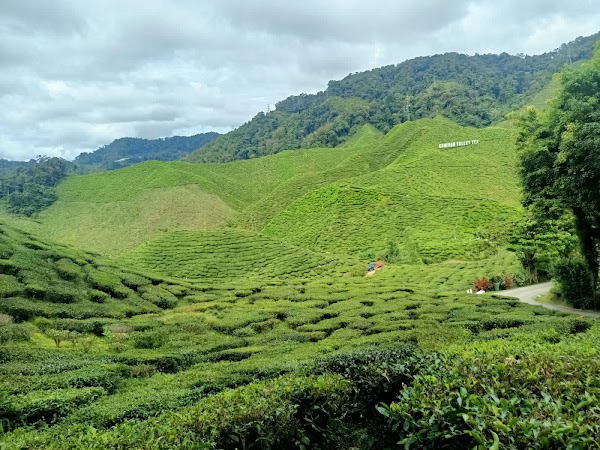 Cameron Highlands 4