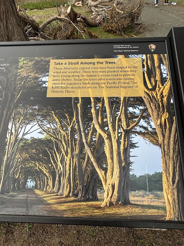 Cypress Tree Tunnel 4