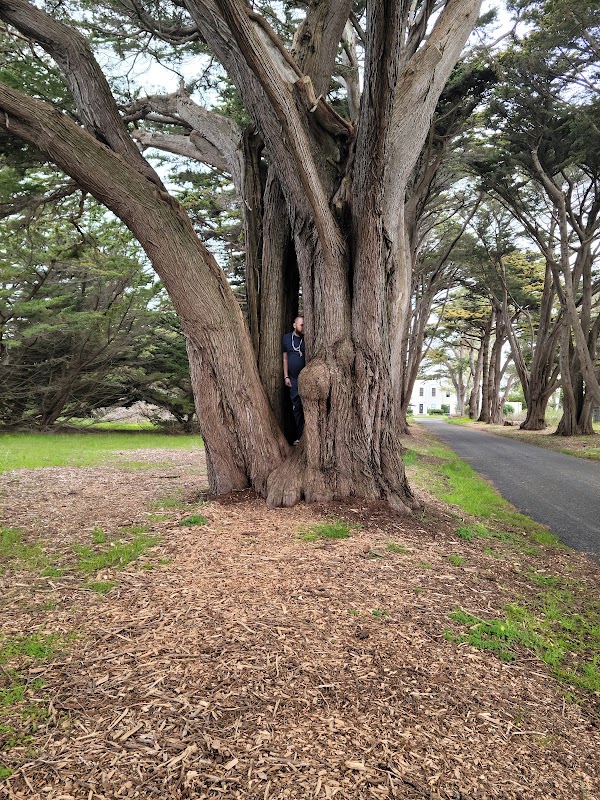 Cypress Tree Tunnel 2