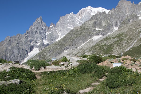 Saussurea Alpine Botanical Garden 4