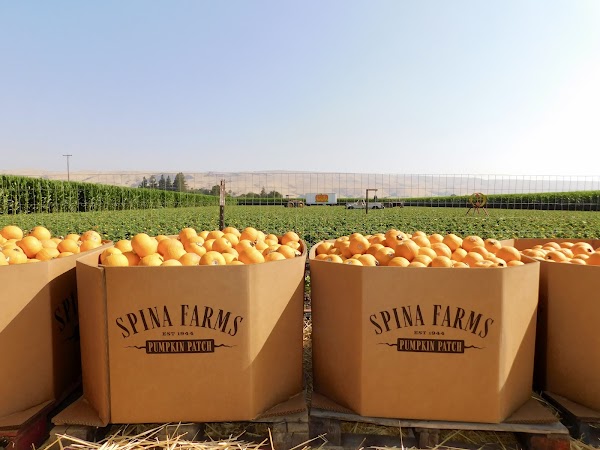 Spina Farms Pumpkin Patch 5