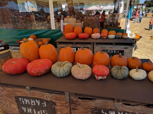 Spina Farms Pumpkin Patch 3