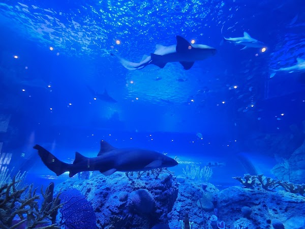 Mote Science Education Aquarium (SEA)