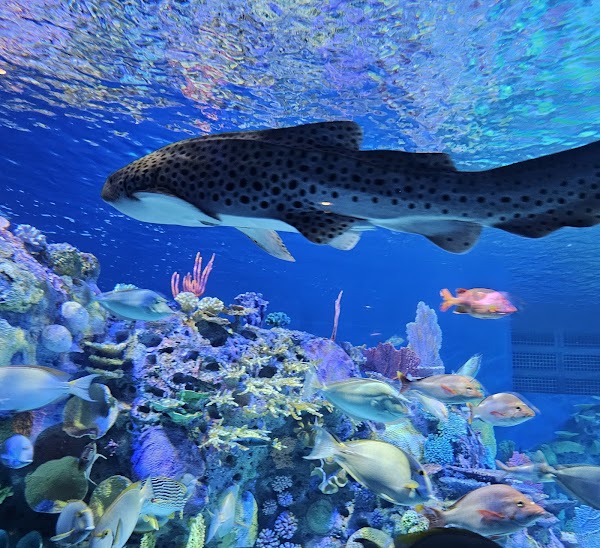 Mote Science Education Aquarium (SEA) 5