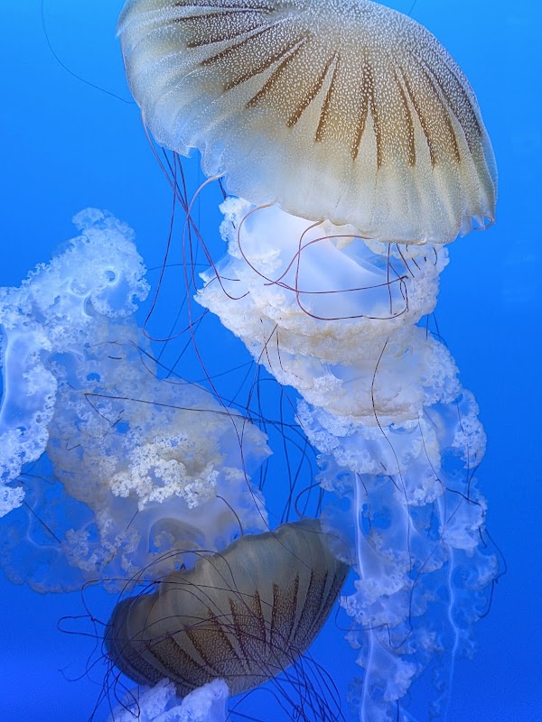 Mote Science Education Aquarium (SEA) 4