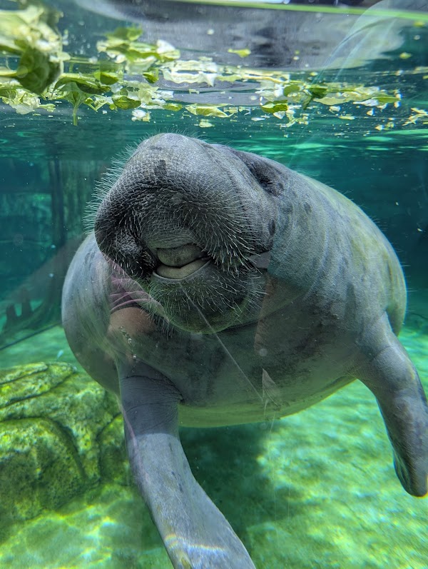 Mote Science Education Aquarium (SEA) 3