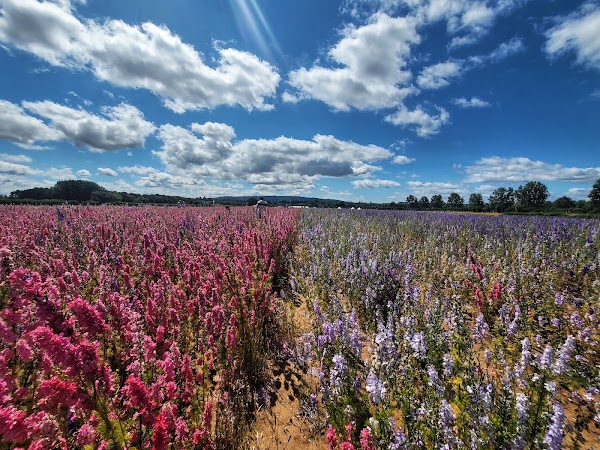 Confetti Fields