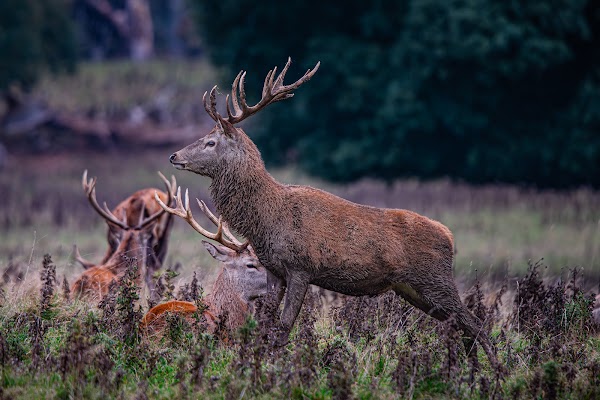 Studley Royal Deer Park