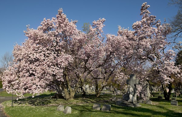 Woodlawn Cemetery • Conservancy 1
