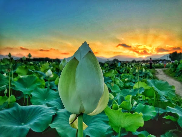 Lotus Garden and Flower Park