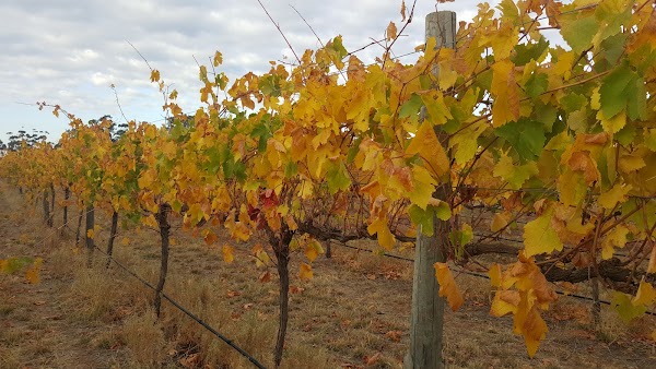 Shiraz Republic 2