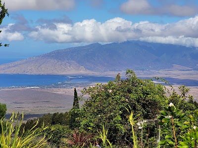 Ali'i Kula Lavender