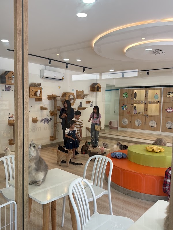 Hello māo café 4
