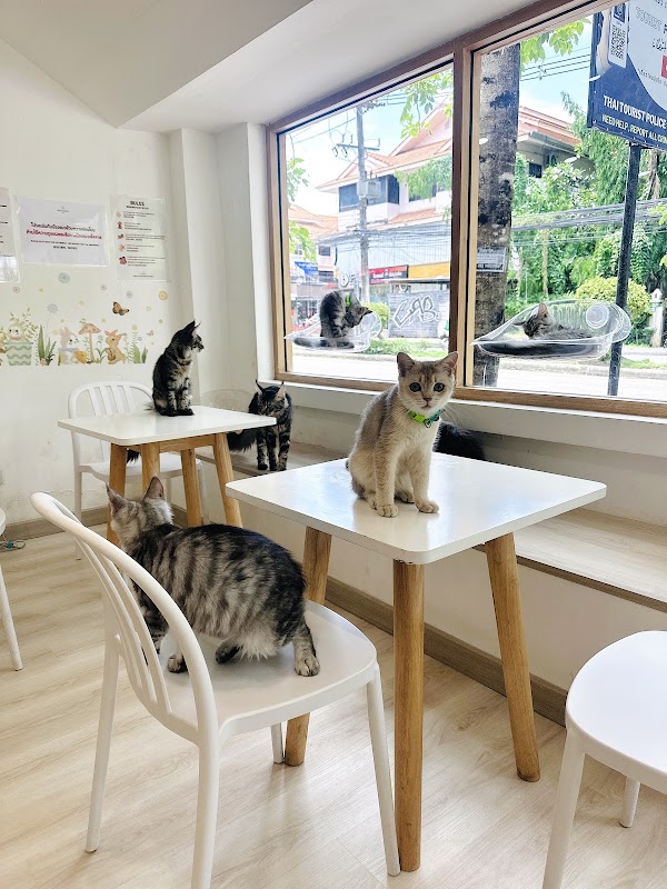 Hello māo café 3