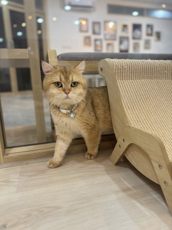 Hello māo café 2