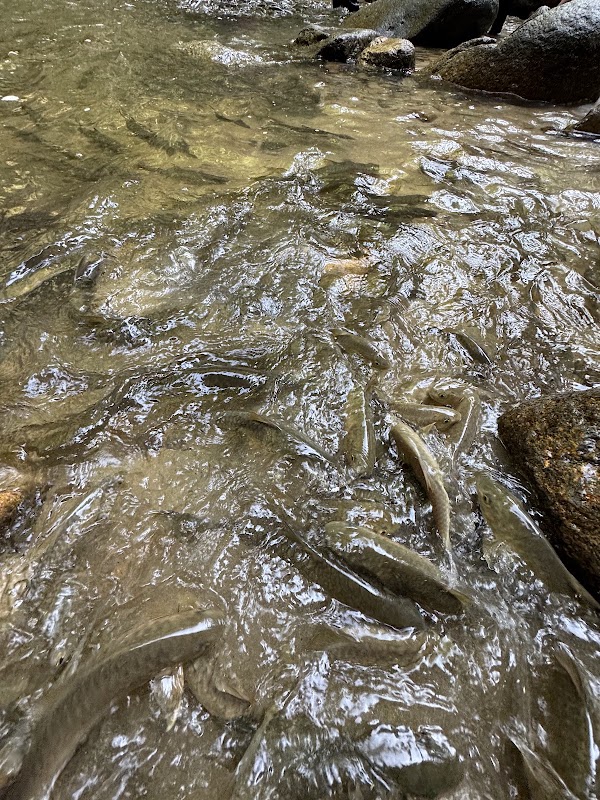 Sungai Chiling Fish Sanctuary 2
