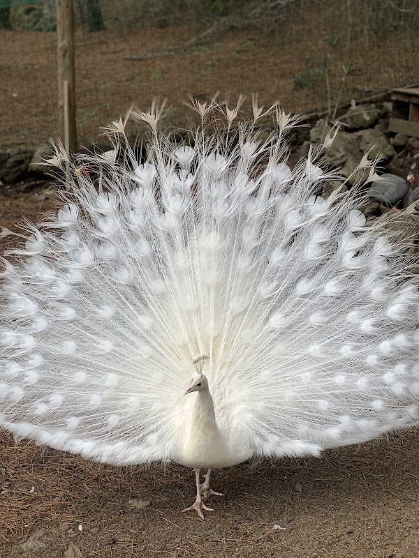 Hwajowon / Flower Bird Park 1