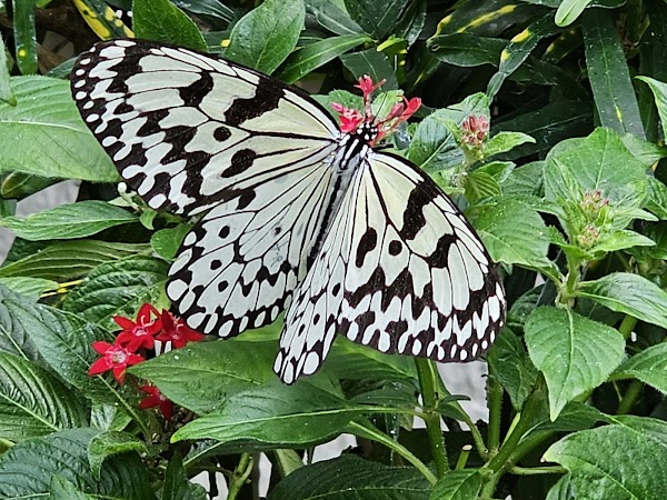 Minoh Park Insectarium 5