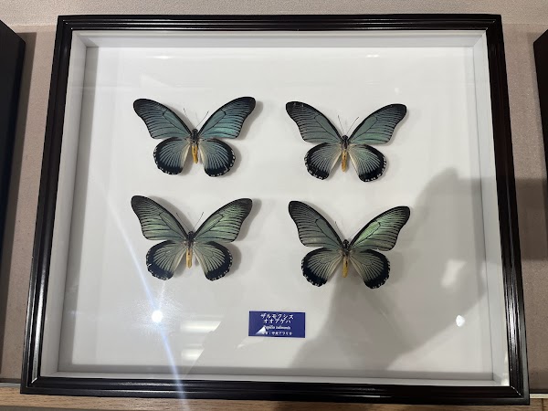 Minoh Park Insectarium 4