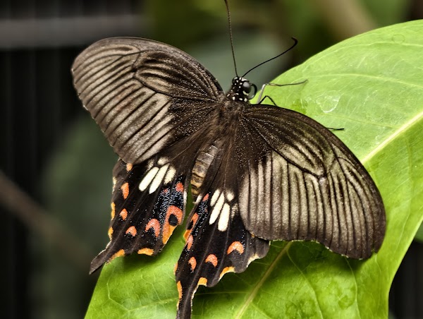 Minoh Park Insectarium 2