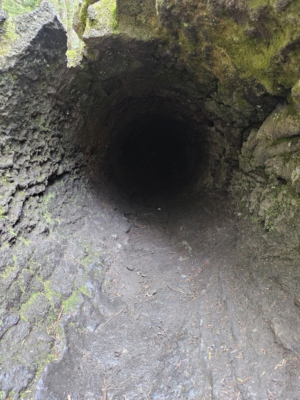 Trail of Two Forests Interpretive Site 5