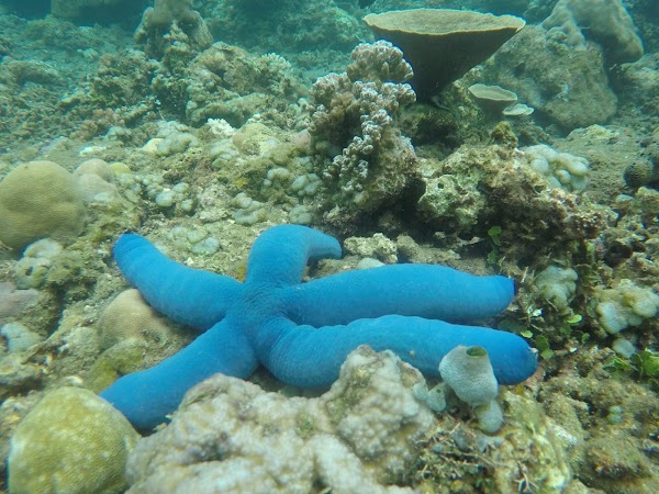 Amed Snorkeling Tour 2