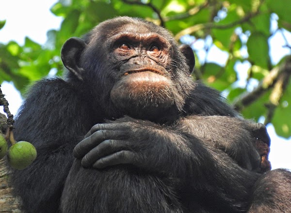 Kibale National Park
