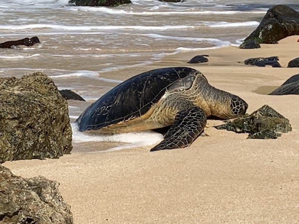 Laniakea Beach 1