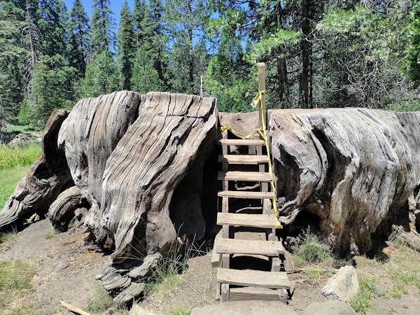 The Big Stump Grove