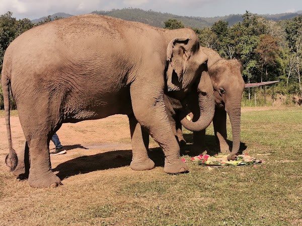 Karen Elephant Serenity