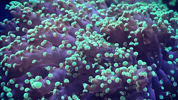 Aquatic Underworld 5