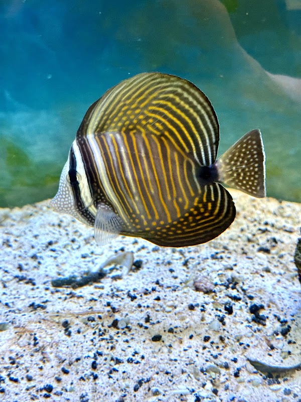 Aquatic Underworld 3