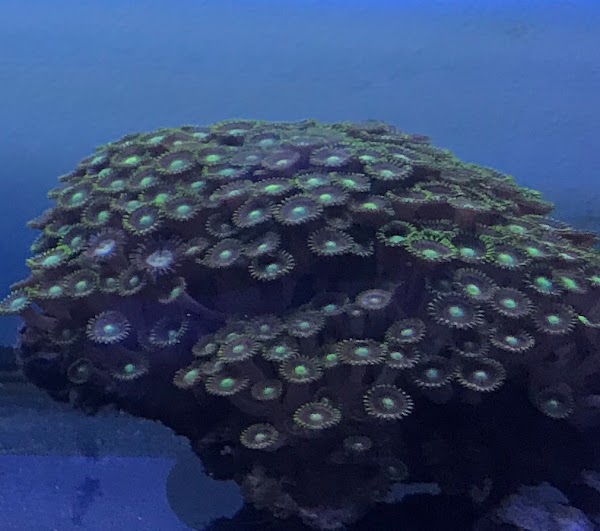 Aquatic Underworld 2