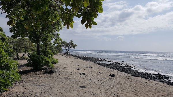 Pine Trees Surfing Beach