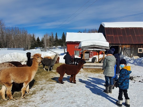 Dream Acres Alpacas - appointment needed