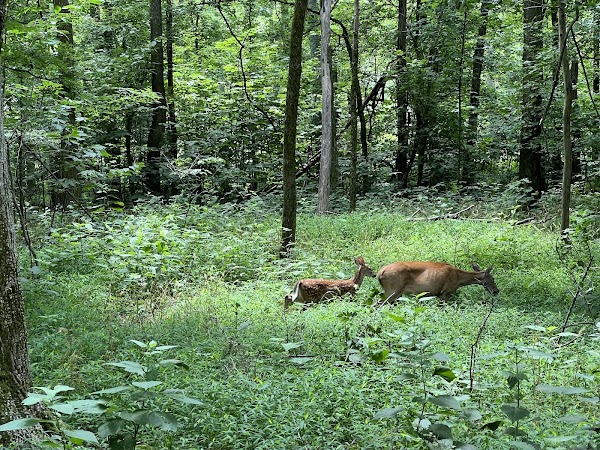 Radnor Lake State Park 2
