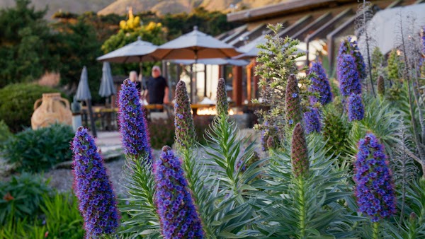 The Restaurant at Ragged Point 4