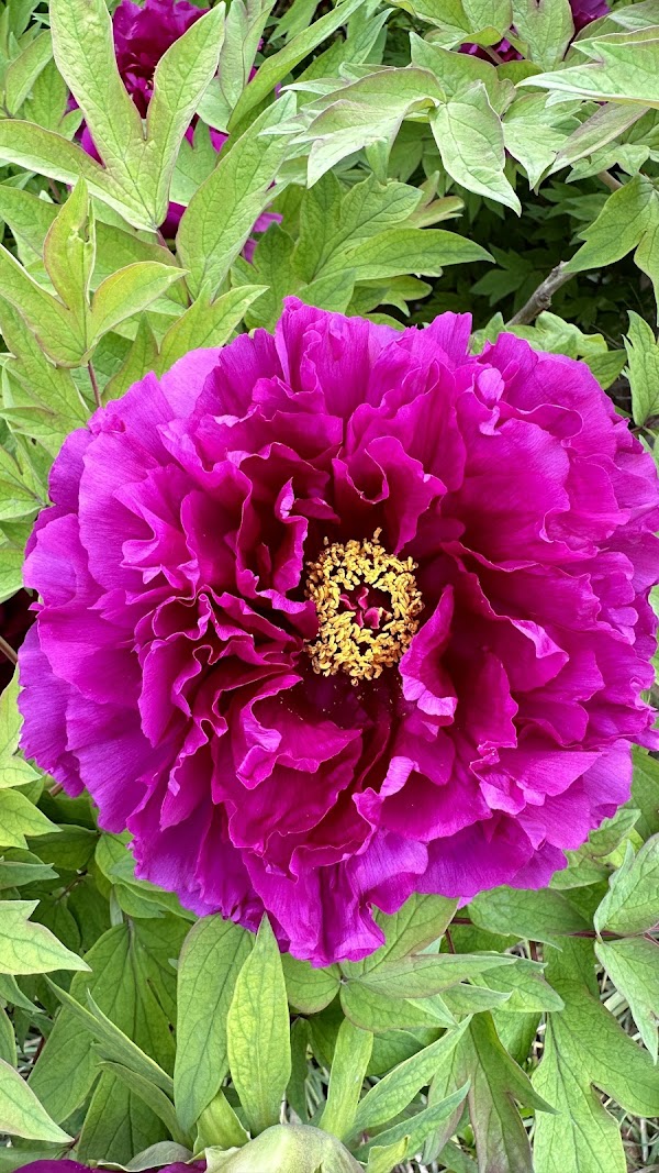 China National Flower Garden （East Gate）