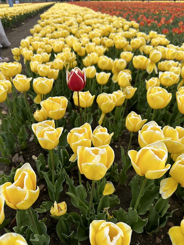 Norfolk Tulip Garden 5