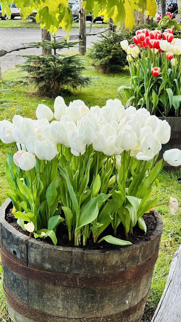 Norfolk Tulip Garden 2