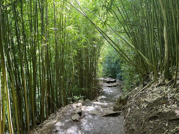 Pipiwai Trail 1