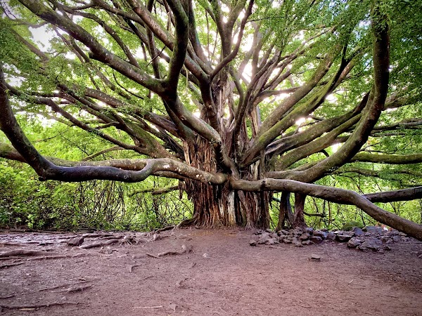 Pipiwai Trail 4