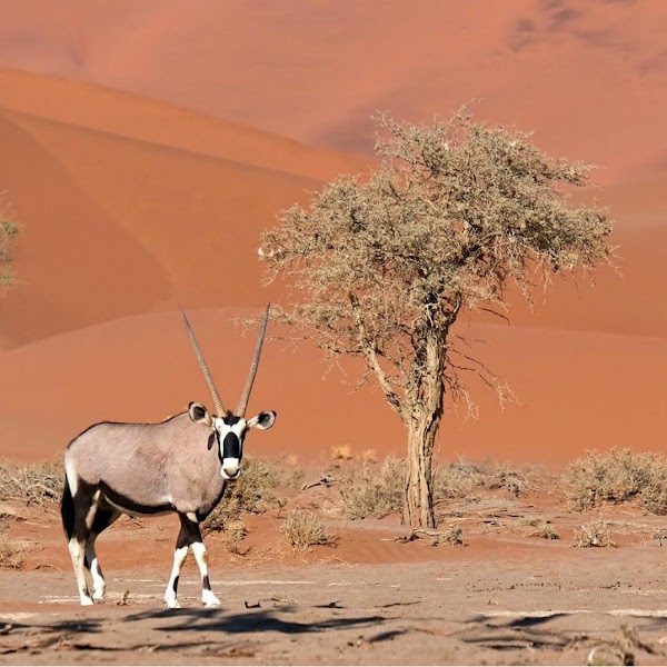 Sossusvlei 3