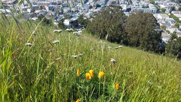 Bernal Heights 2