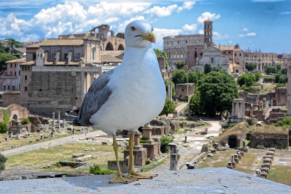 Piazza del Campidoglio 2