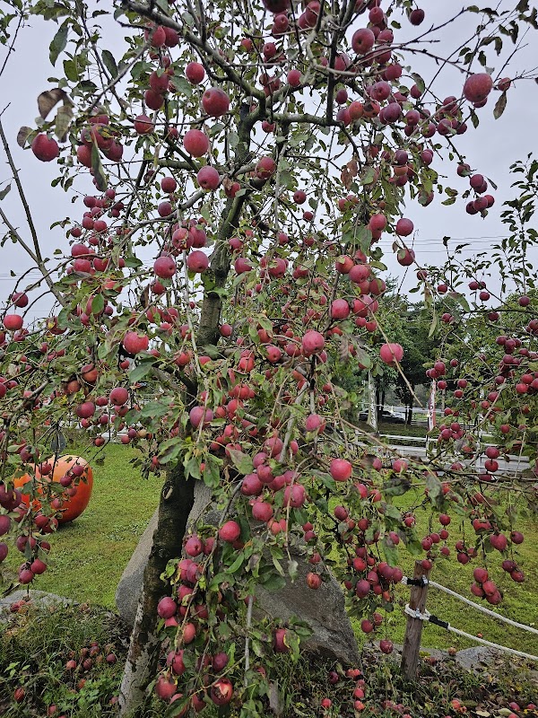 Boss Apple Farm 사과깡패 5