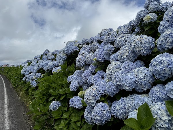 Carretera de las hortensias 1