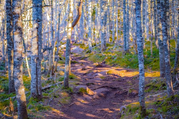 Cobbler Path 1
