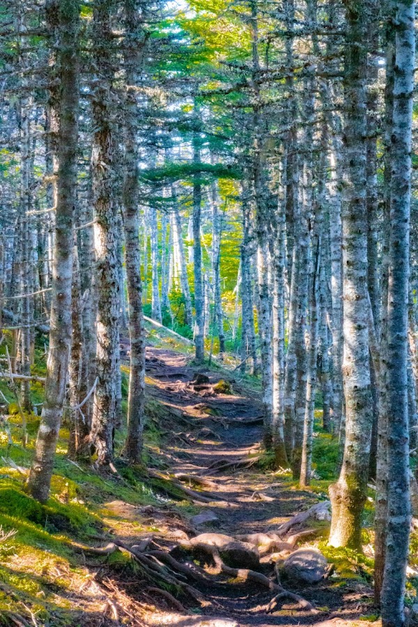 Cobbler Path 3