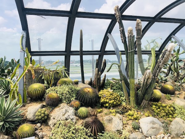 Cactus Garden 1